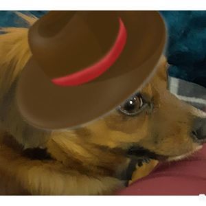 Meet your Posher, Dana